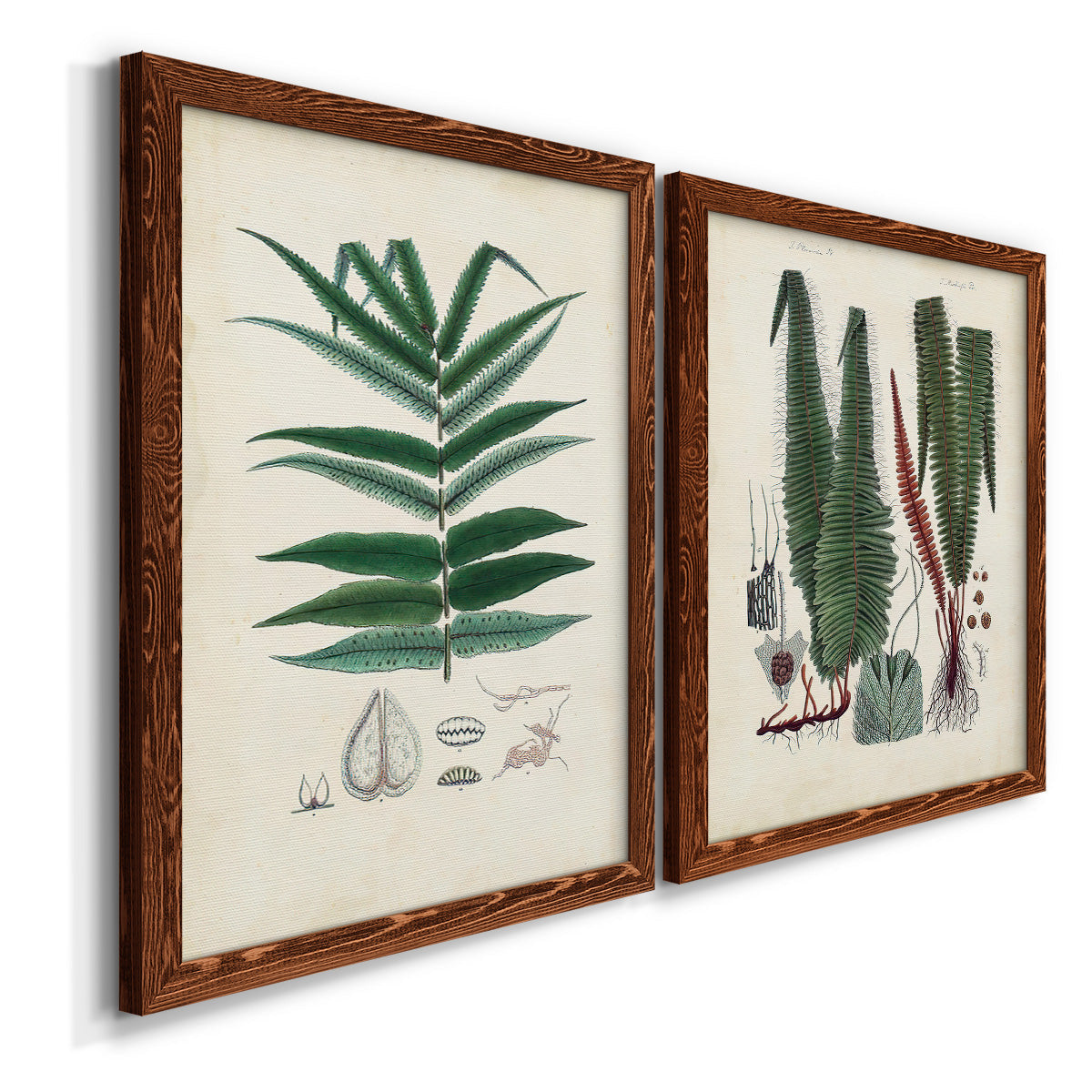 Angled view of a set of two maple barnwood framed canvas prints featuring two natural-history fern plates featuring vintage fern specimens with botanical details.