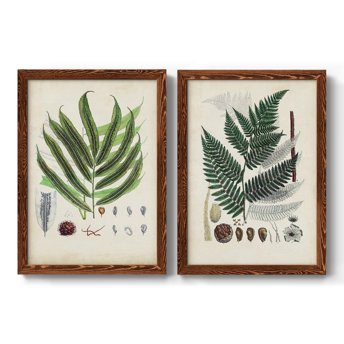 Set of two maple barnwood framed canvas prints featuring two natural-history fern plates featuring vintage fern specimens with botanical details.