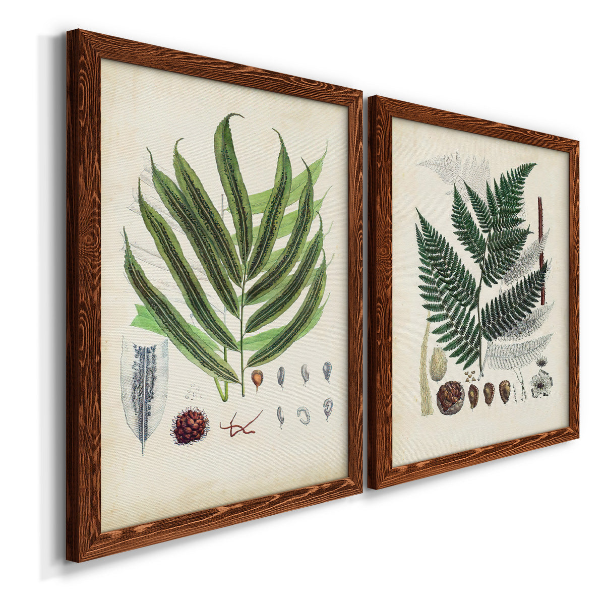 Angled view of a set of two maple barnwood framed canvas prints featuring two natural-history fern plates featuring vintage fern specimens with botanical details.