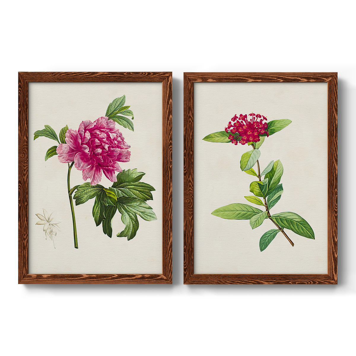 Set of two maple barnwood framed canvas prints featuring two vintage botanical plate illustrations featuring pink flowering plant specimens.
