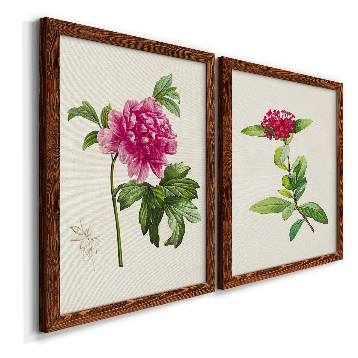 Angled view of a set of two maple barnwood framed canvas prints featuring two vintage botanical plate illustrations featuring pink flowering plant specimens.