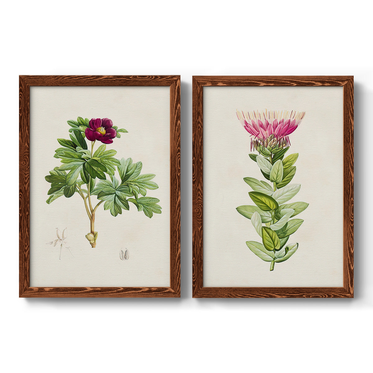 Set of two maple barnwood framed canvas prints featuring two vintage botanical plate illustrations featuring pink flowering plant specimens.