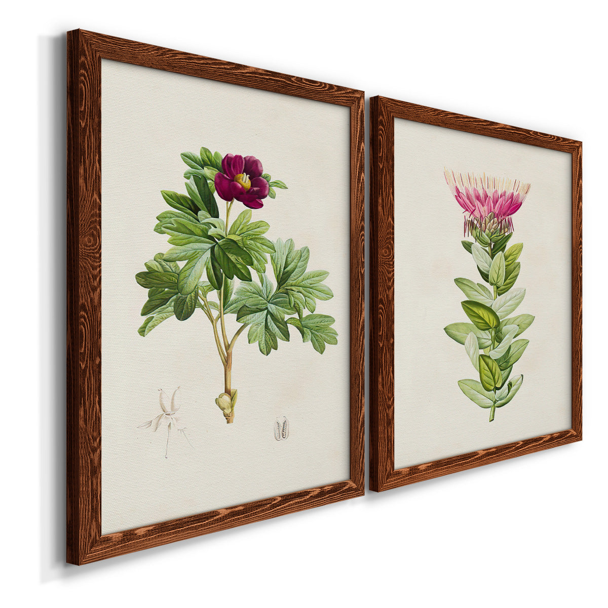Angled view of a set of two maple barnwood framed canvas prints featuring two vintage botanical plate illustrations featuring pink flowering plant specimens.