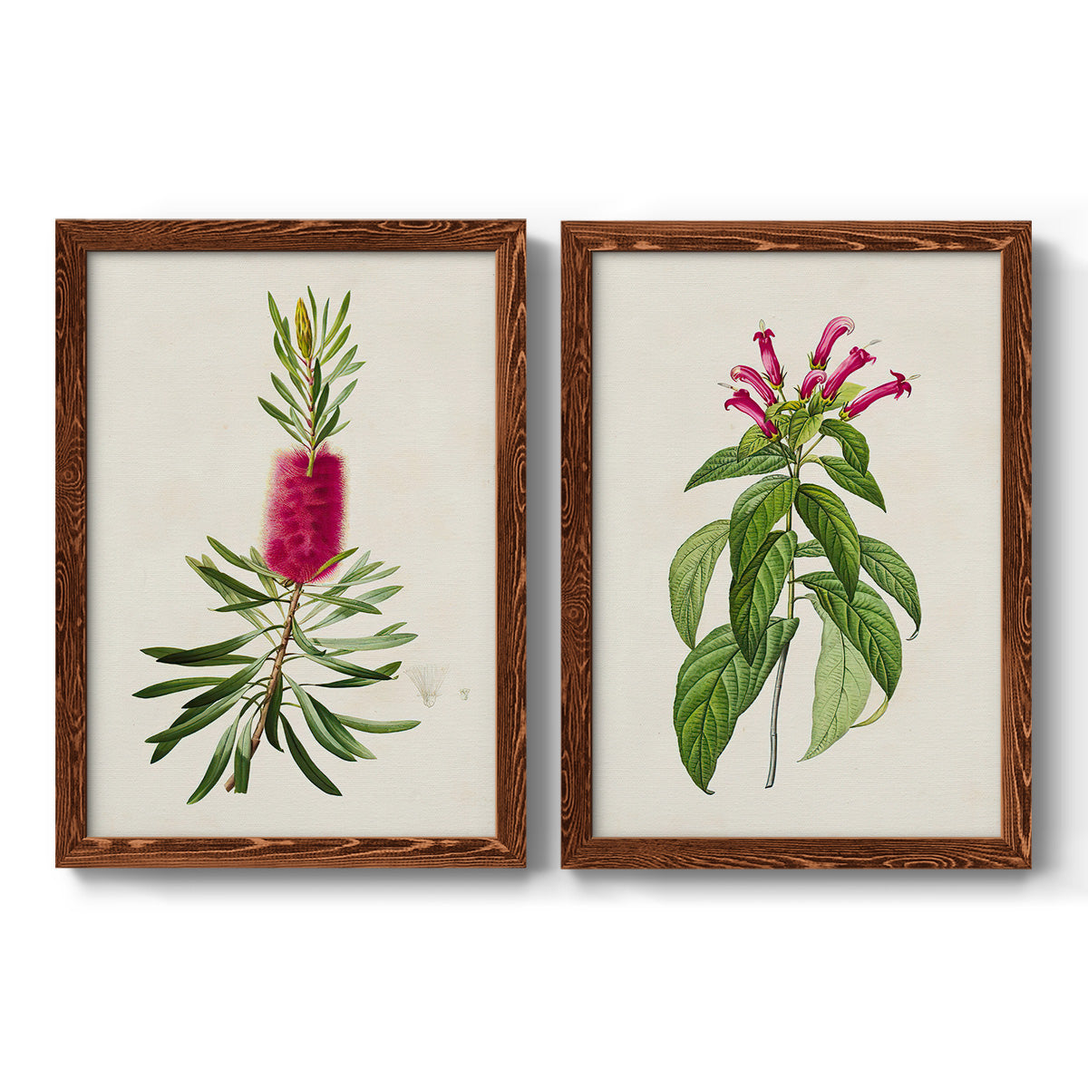 Set of two maple barnwood framed canvas prints featuring two vintage botanical plate illustrations featuring pink flowering plant specimens.