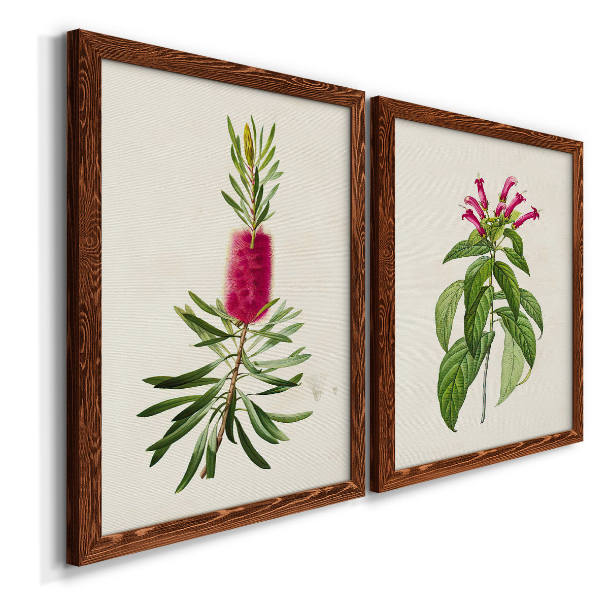 Angled view of a set of two maple barnwood framed canvas prints featuring two vintage botanical plate illustrations featuring pink flowering plant specimens.