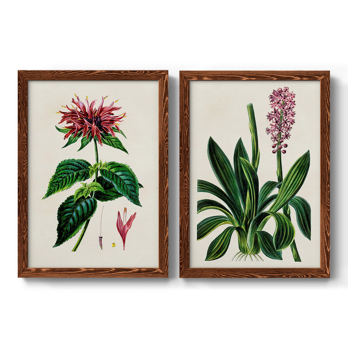 Set of two maple barnwood framed canvas prints featuring two antique botanical plate illustrations featuring colorful flowering plant specimens.