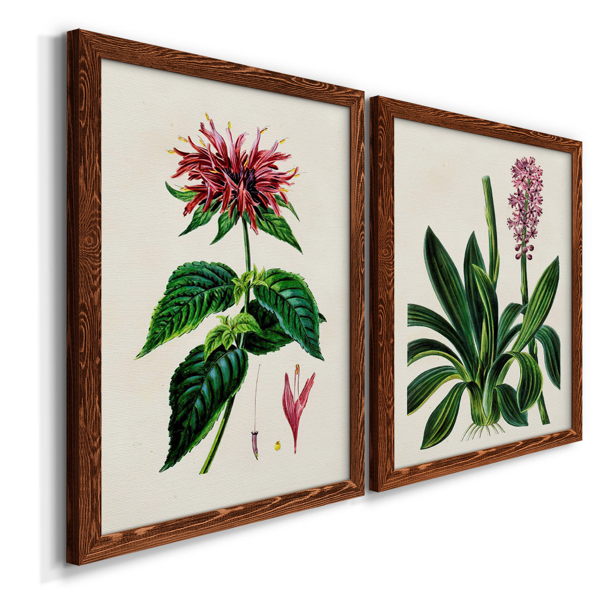Angled view of a set of two maple barnwood framed canvas prints featuring two antique botanical plate illustrations featuring colorful flowering plant specimens.