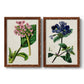 Set of two maple barnwood framed canvas prints featuring two antique botanical plate illustrations featuring colorful flowering plant specimens.