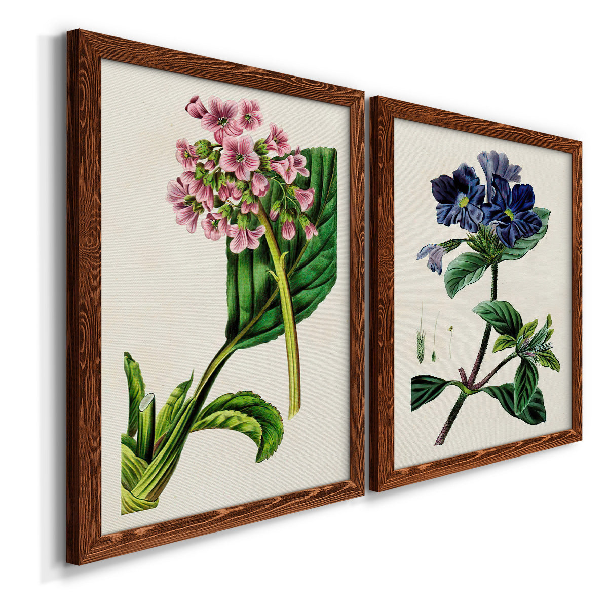 Angled view of a set of two maple barnwood framed canvas prints featuring two antique botanical plate illustrations featuring colorful flowering plant specimens.