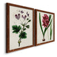 Angled view of a set of two maple barnwood framed canvas prints featuring two antique botanical plate illustrations featuring colorful flowering plant specimens.