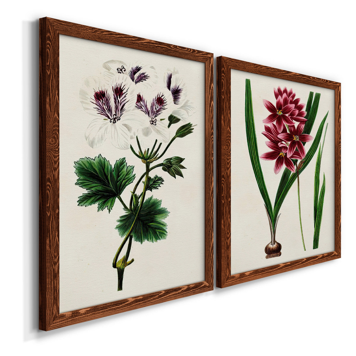 Angled view of a set of two maple barnwood framed canvas prints featuring two antique botanical plate illustrations featuring colorful flowering plant specimens.