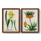 Set of two maple barnwood framed canvas prints featuring two antique botanical plate illustrations featuring colorful flowering plant specimens.