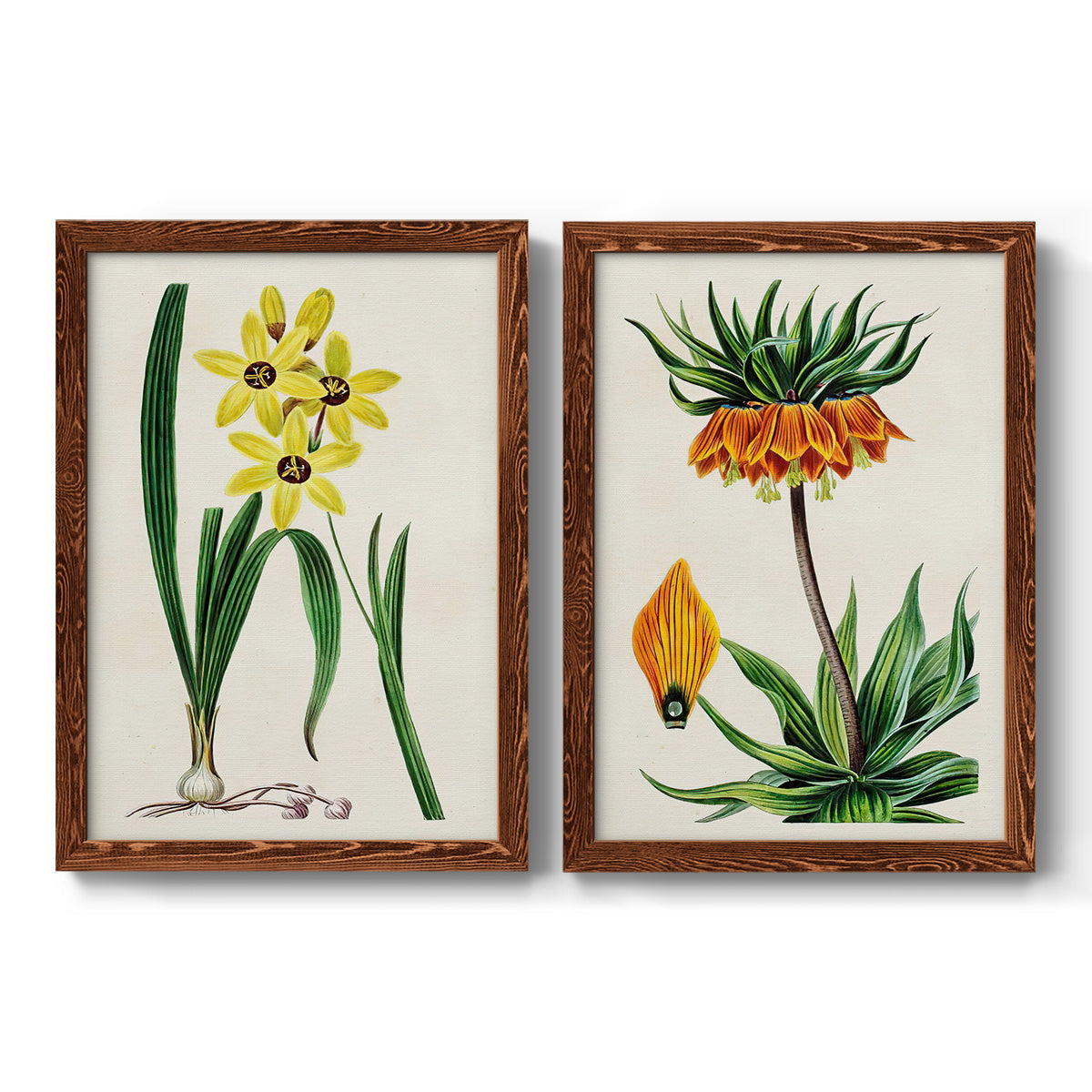 Set of two maple barnwood framed canvas prints featuring two antique botanical plate illustrations featuring colorful flowering plant specimens.