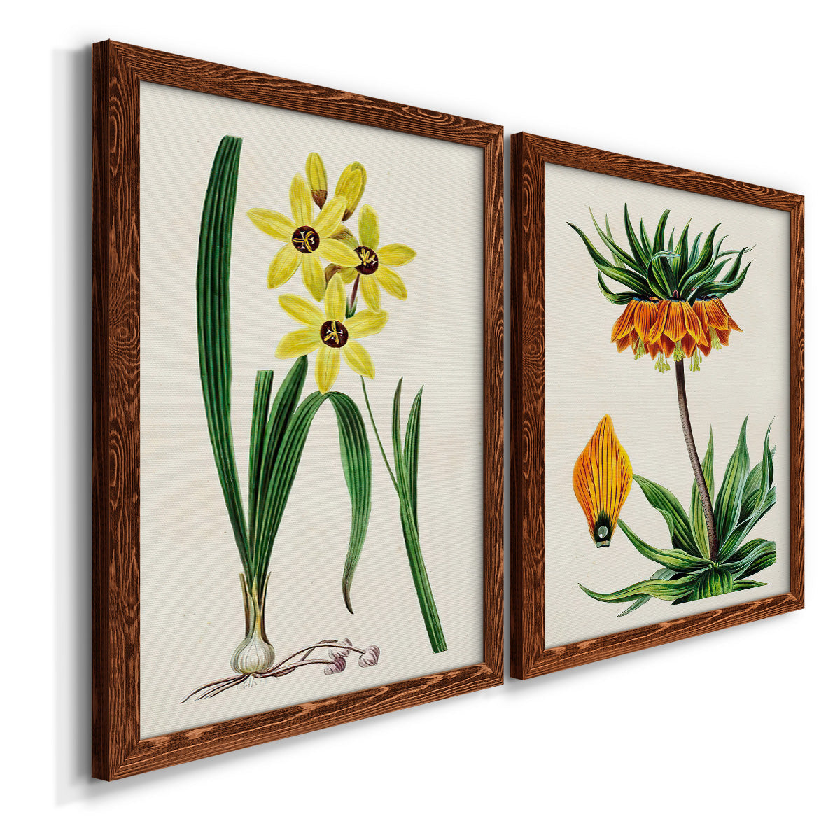Angled view of a set of two maple barnwood framed canvas prints featuring two antique botanical plate illustrations featuring colorful flowering plant specimens.