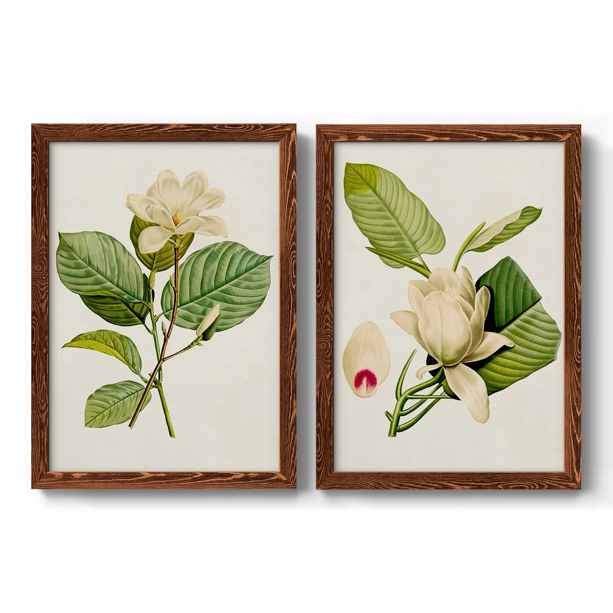 Set of two maple barnwood framed canvas prints featuring two traditional botanical paintings featuring white magnolia blossoms and glossy green leaves.
