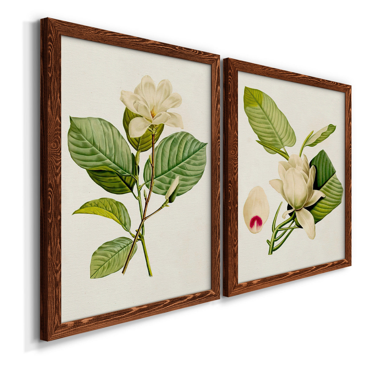 Angled view of a set of two maple barnwood framed canvas prints featuring two traditional botanical paintings featuring white magnolia blossoms and glossy green leaves.