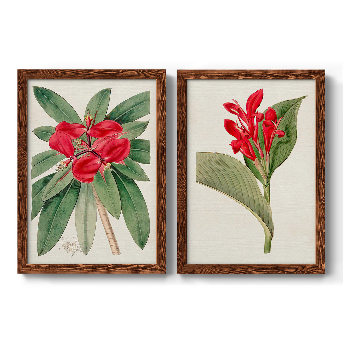 Set of two maple barnwood framed canvas prints featuring two antique botanical plate illustrations featuring vivid tropical flowering plants.
