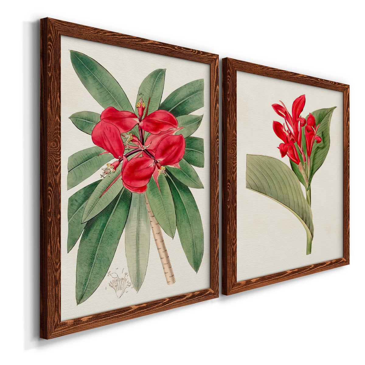 Angled view of a set of two maple barnwood framed canvas prints featuring two antique botanical plate illustrations featuring vivid tropical flowering plants.