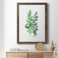 Eucalyptus II - Barnwood Framed Canvas Print