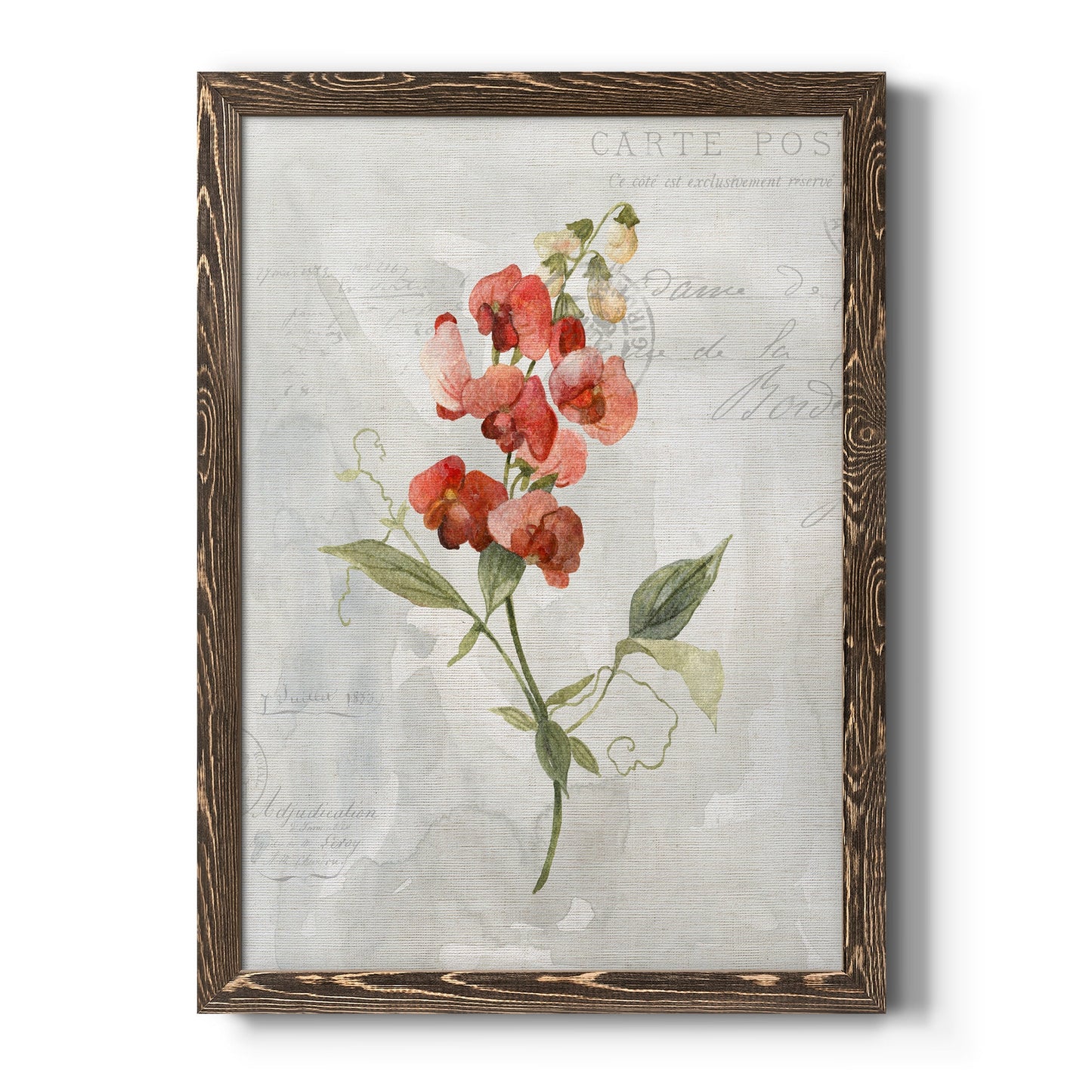 Linen Sweet Pea - Barnwood Framed Canvas Print