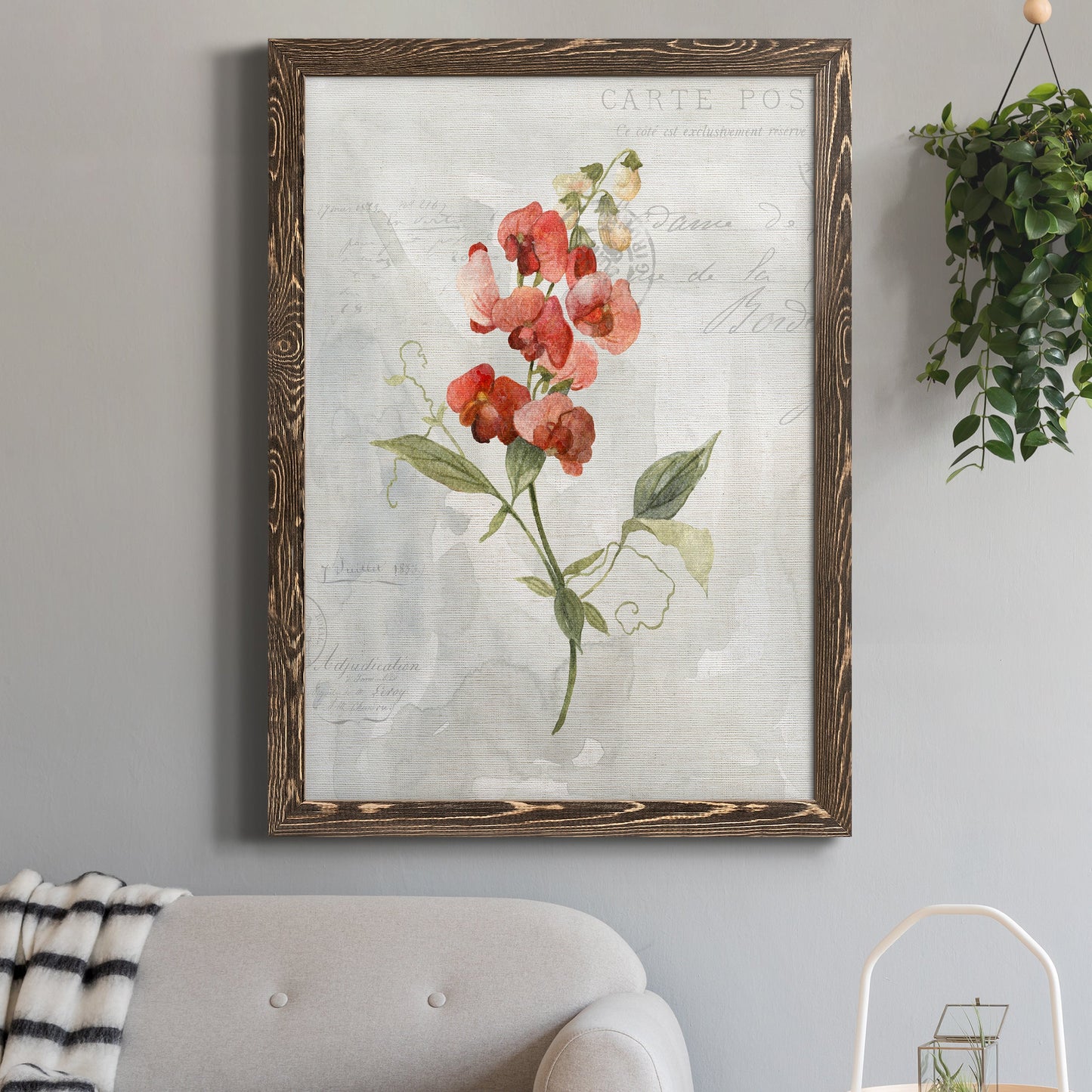 Linen Sweet Pea - Barnwood Framed Canvas Print