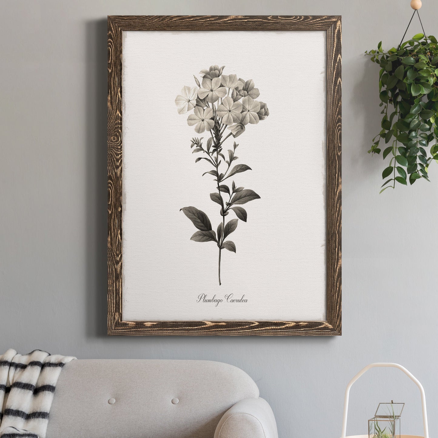 Sketchbook Leadwort - Barnwood Framed Canvas Print