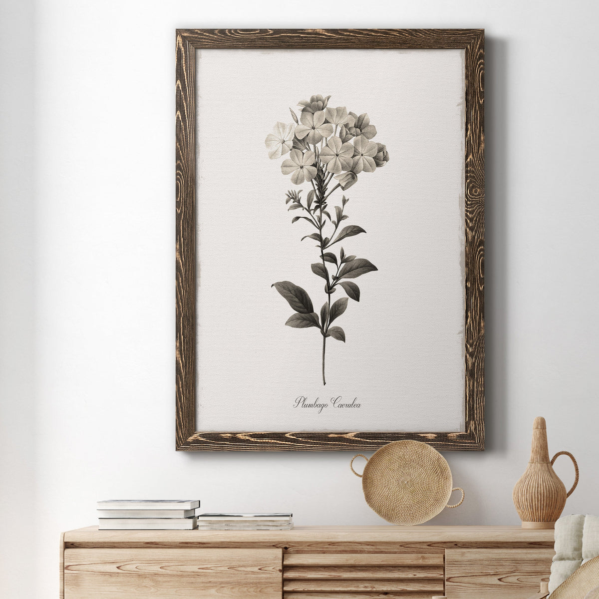 Sketchbook Leadwort - Barnwood Framed Canvas Print