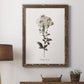 Sketchbook Leadwort - Barnwood Framed Canvas Print