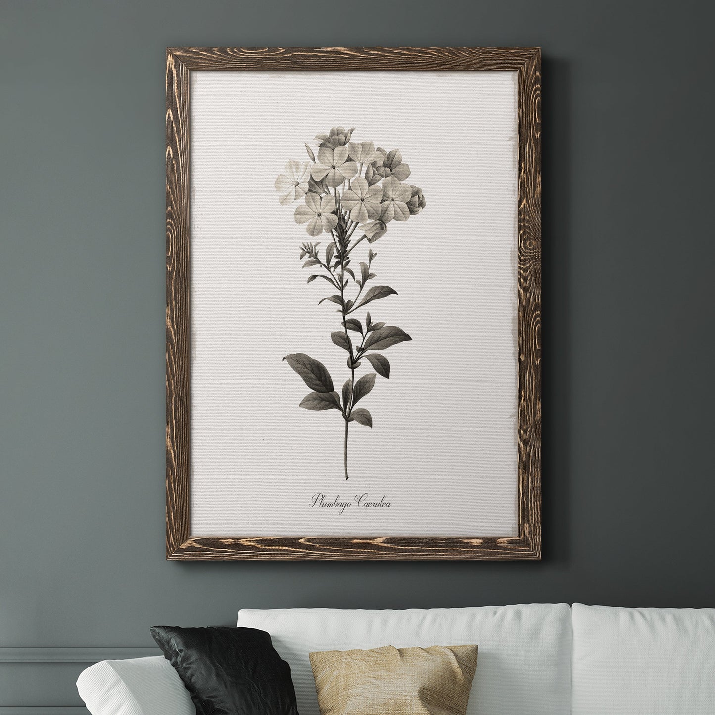 Sketchbook Leadwort - Barnwood Framed Canvas Print