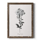 Simply Cape Leadwort - Barnwood Framed Canvas Print