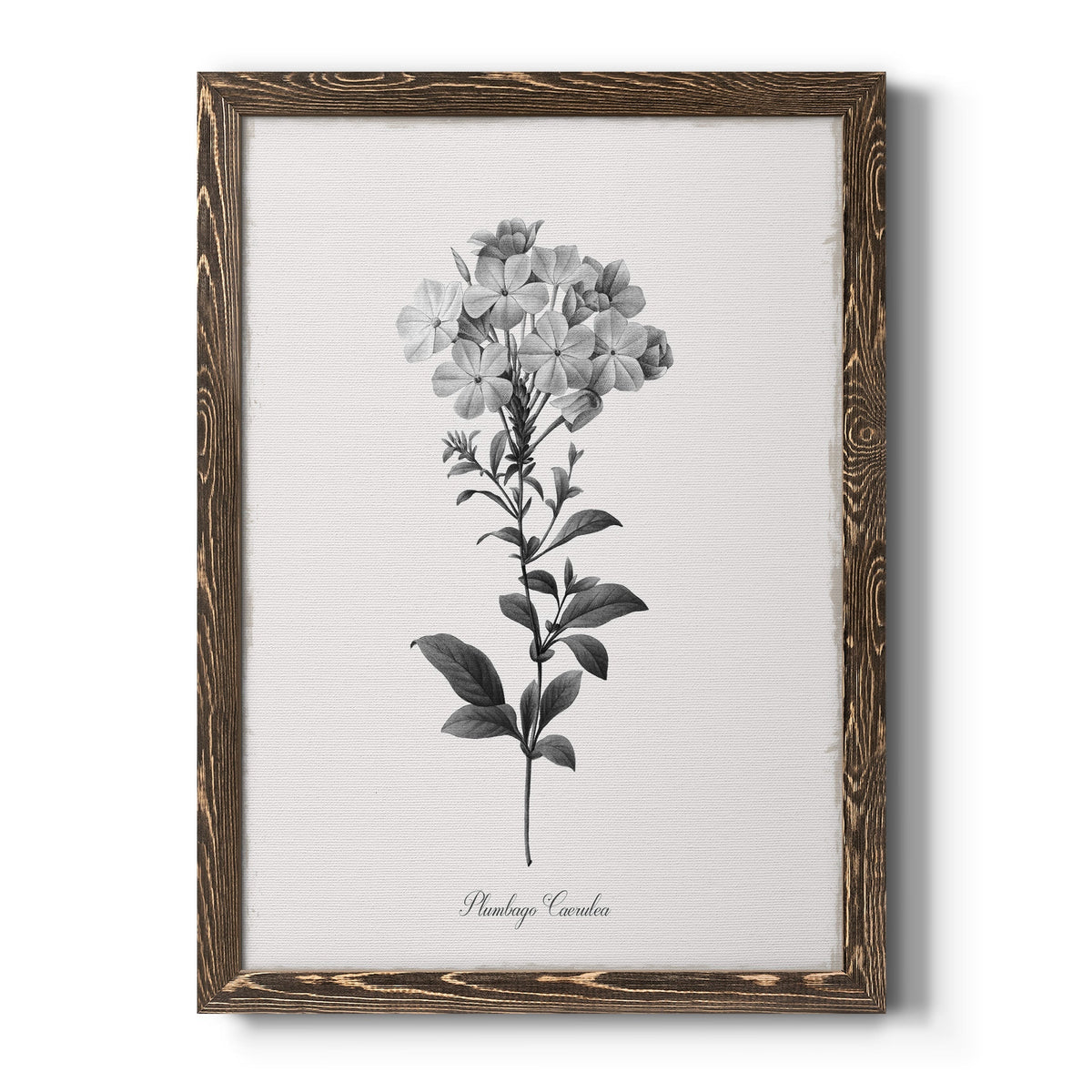 Simply Cape Leadwort - Barnwood Framed Canvas Print