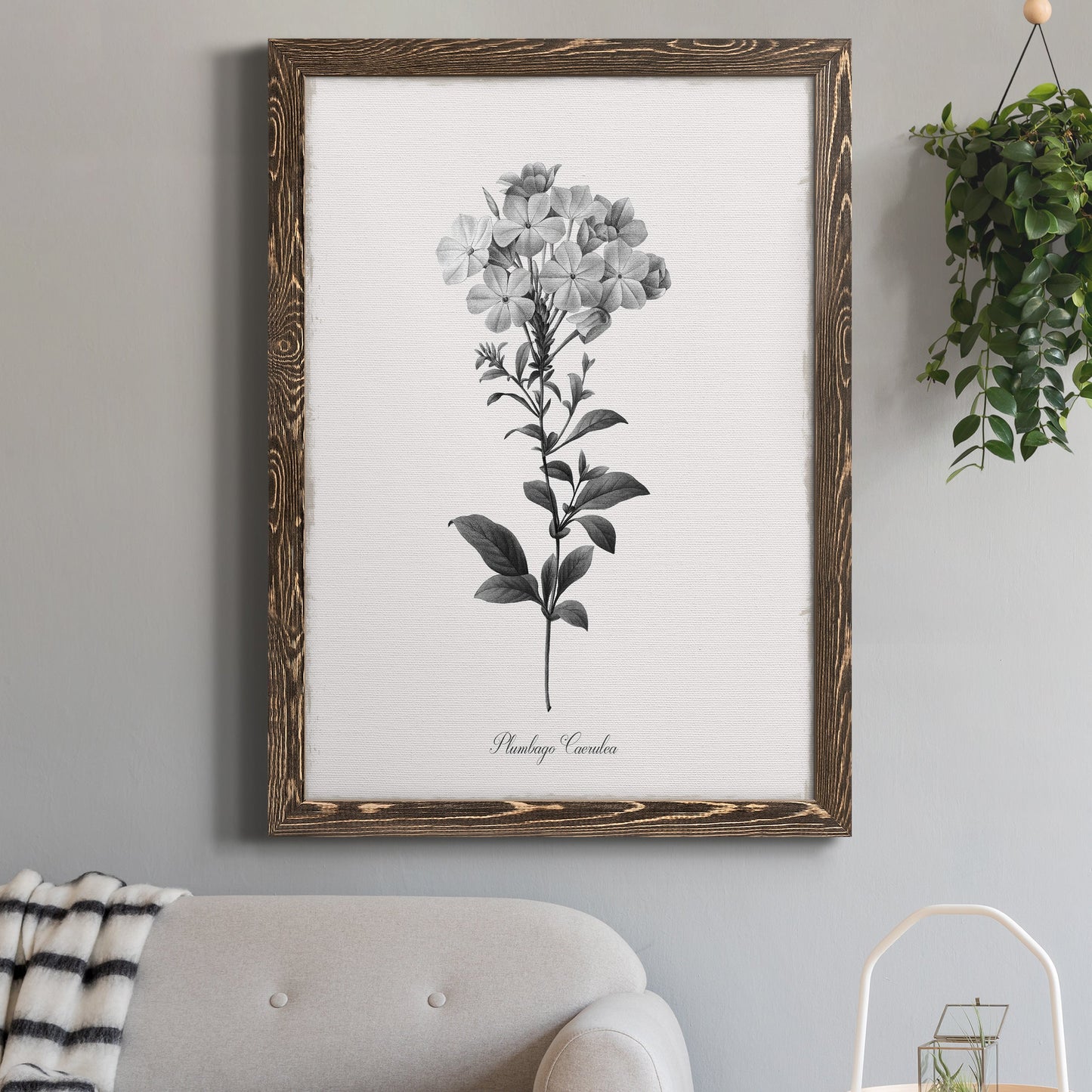 Simply Cape Leadwort - Barnwood Framed Canvas Print