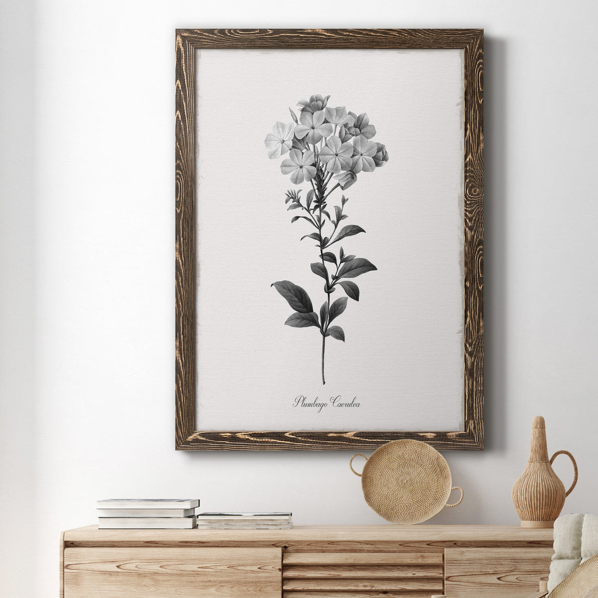 Simply Cape Leadwort - Barnwood Framed Canvas Print