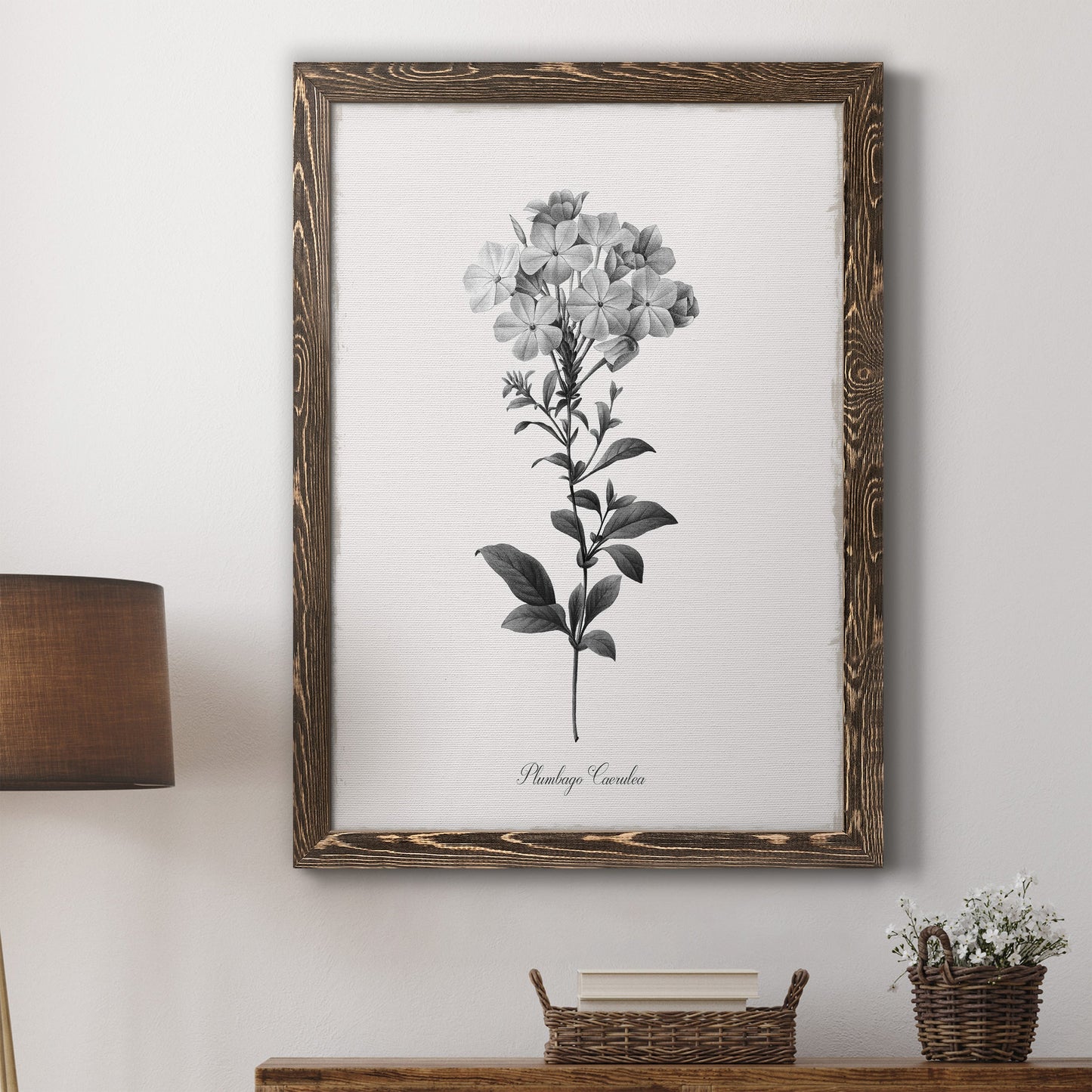 Simply Cape Leadwort - Barnwood Framed Canvas Print