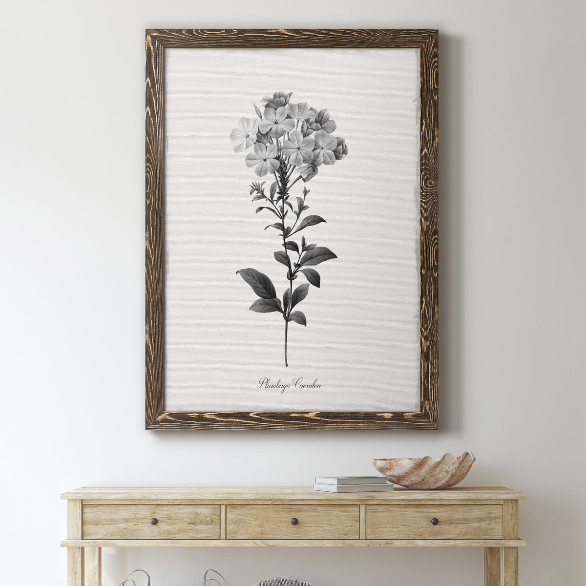 Simply Cape Leadwort - Barnwood Framed Canvas Print