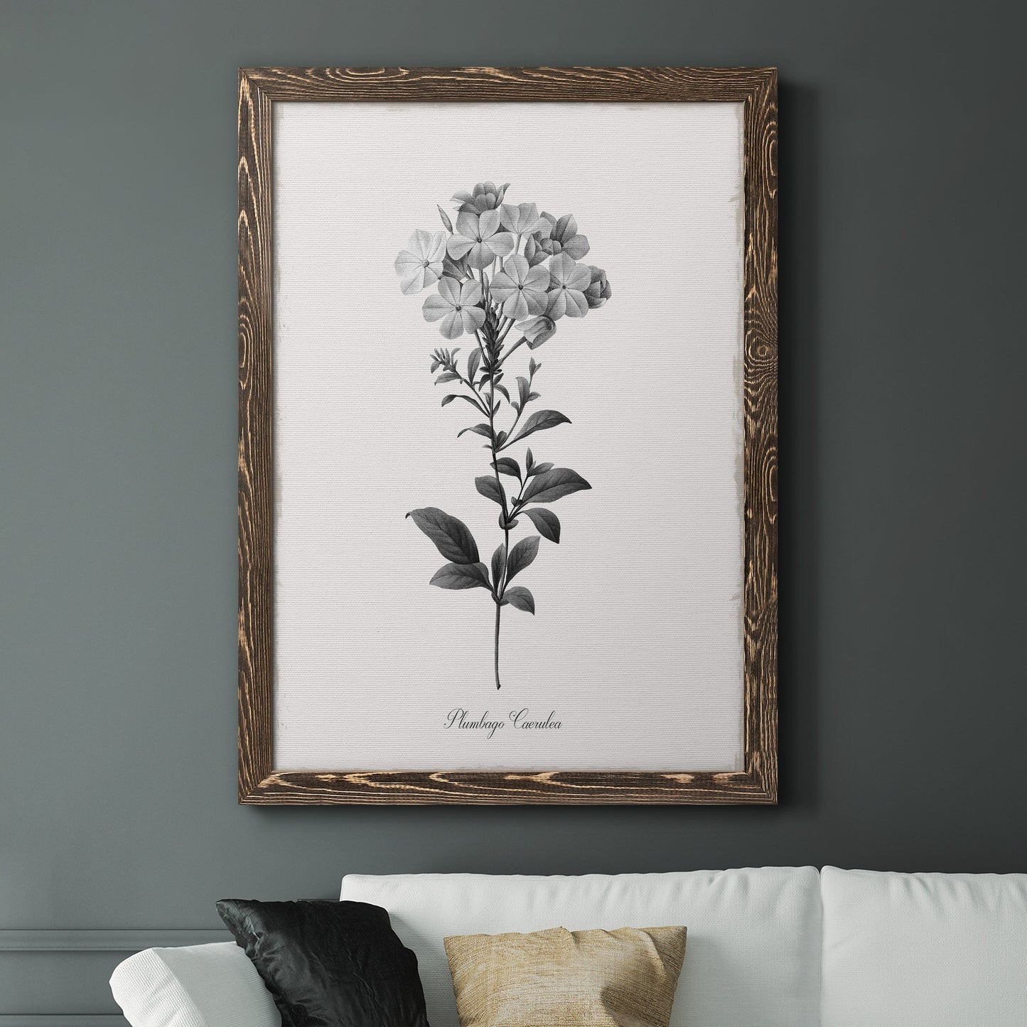 Simply Cape Leadwort - Barnwood Framed Canvas Print