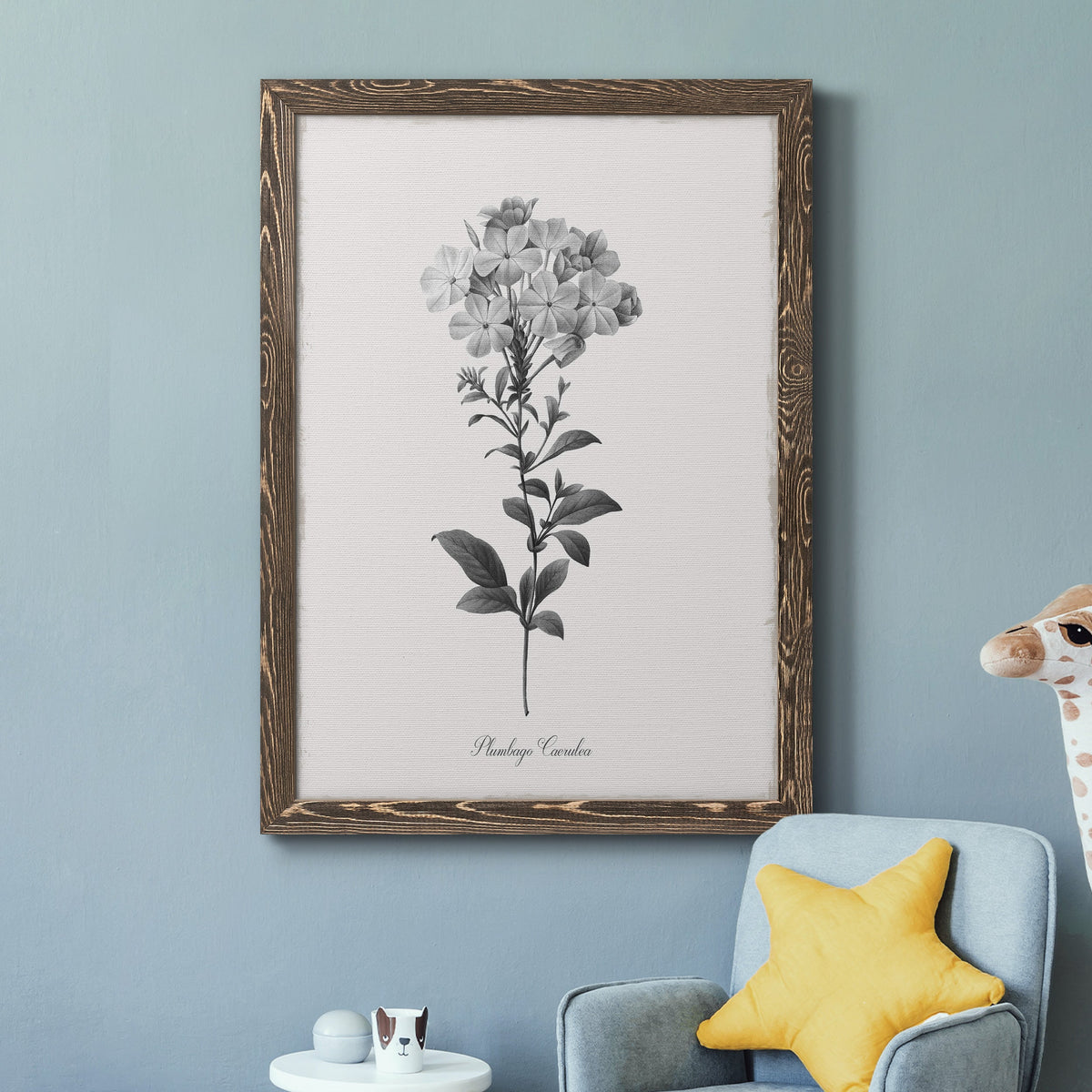Simply Cape Leadwort - Barnwood Framed Canvas Print
