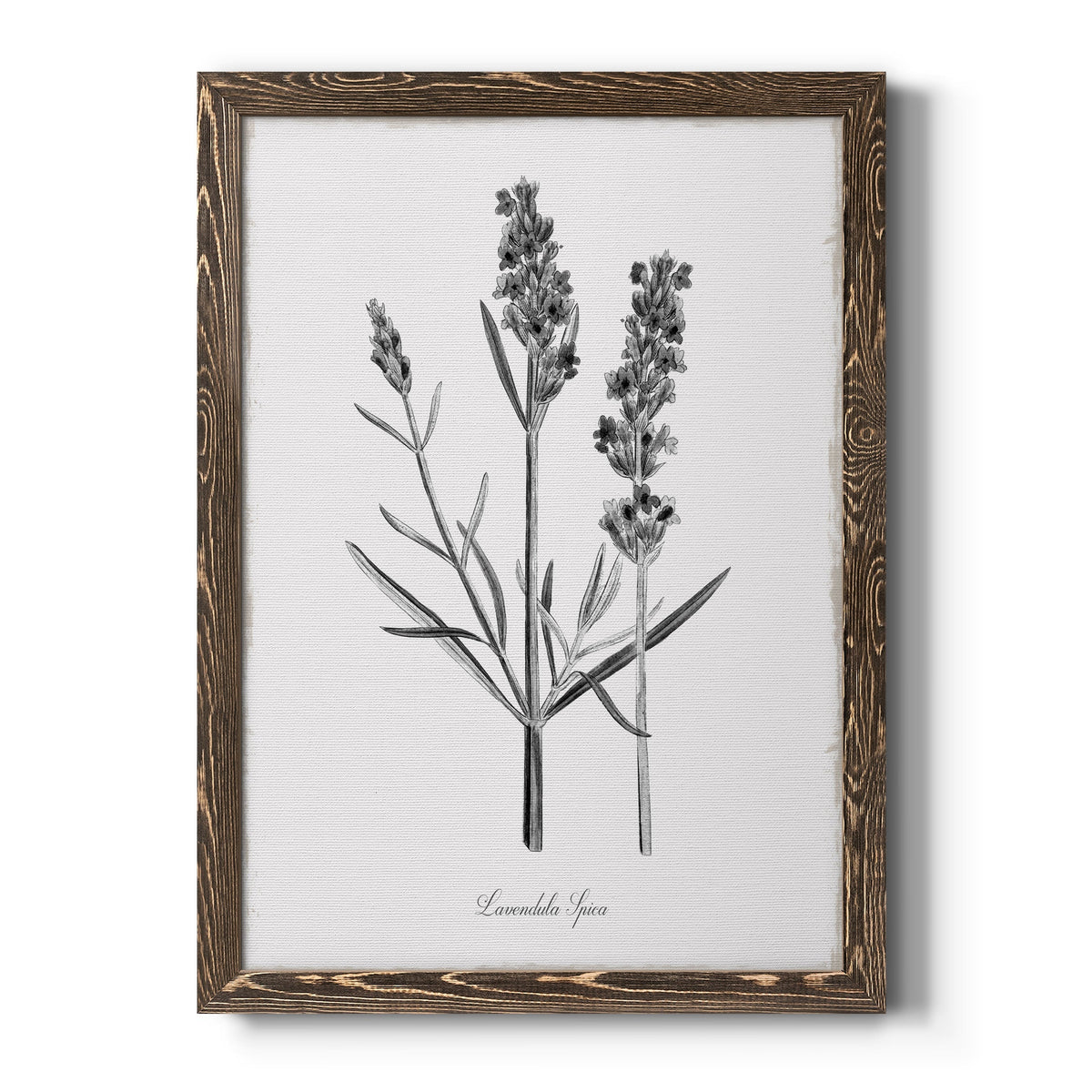 Simply Lavender - Barnwood Framed Canvas Print