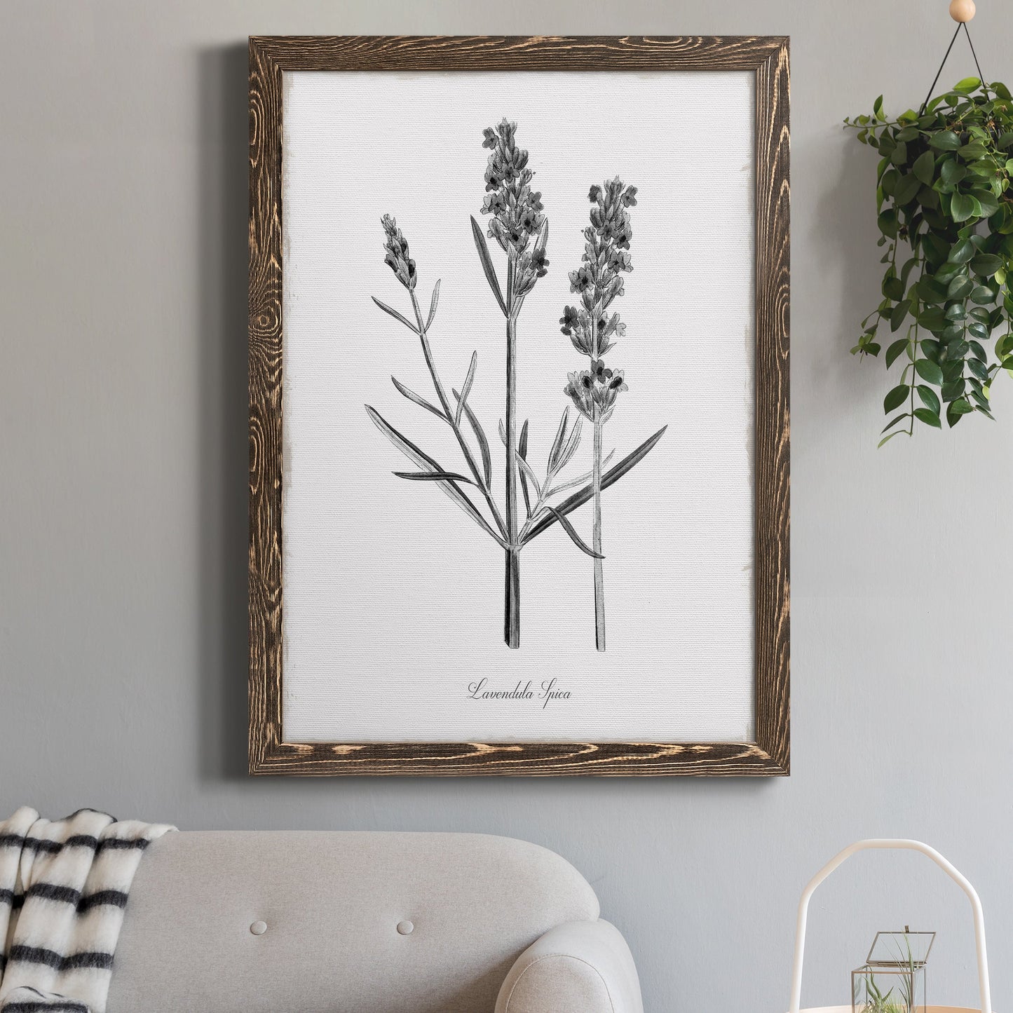 Simply Lavender - Barnwood Framed Canvas Print