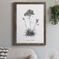 Simply Caladrinia - Barnwood Framed Canvas Print