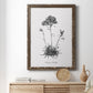 Simply Caladrinia - Barnwood Framed Canvas Print