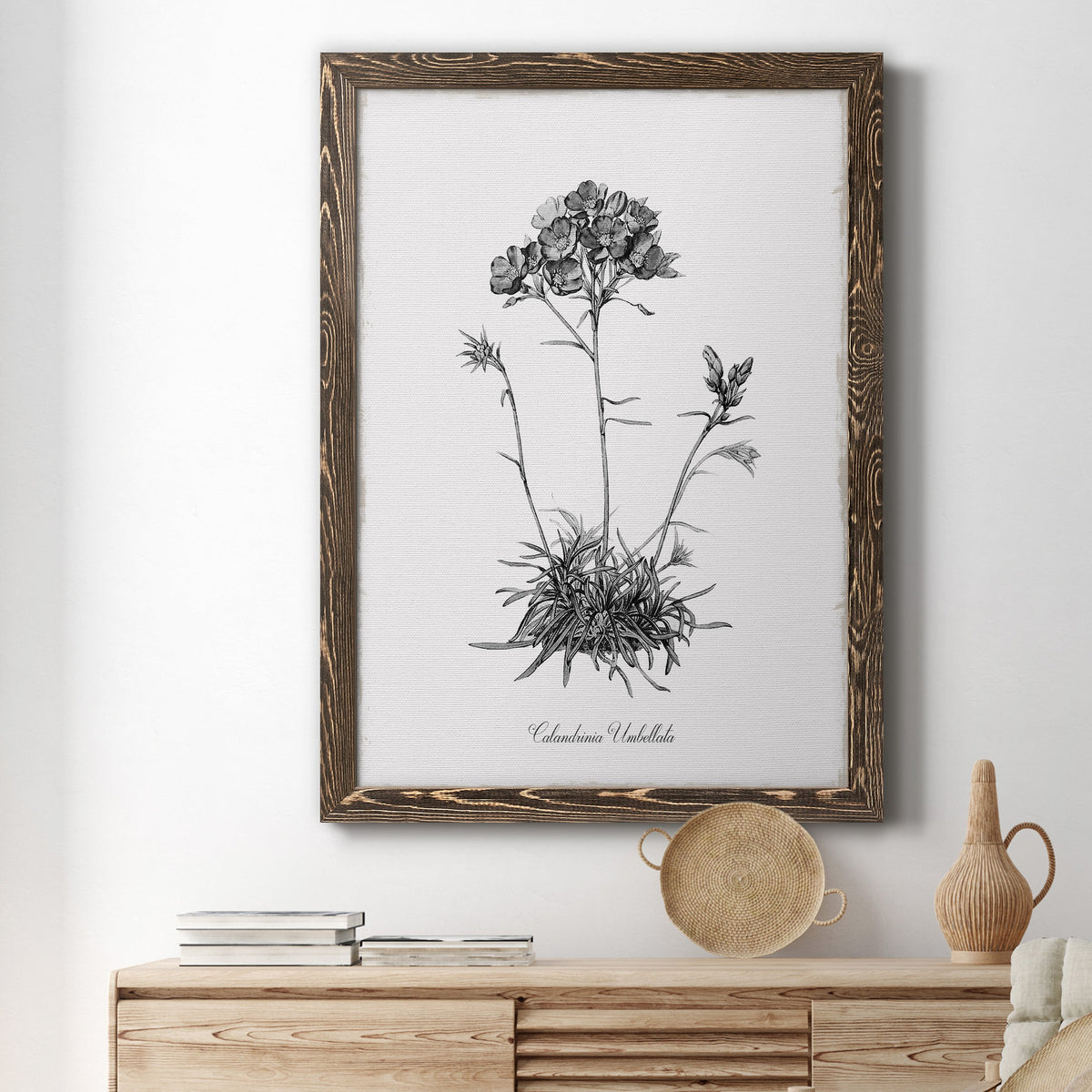 Simply Caladrinia - Barnwood Framed Canvas Print