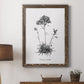 Simply Caladrinia - Barnwood Framed Canvas Print