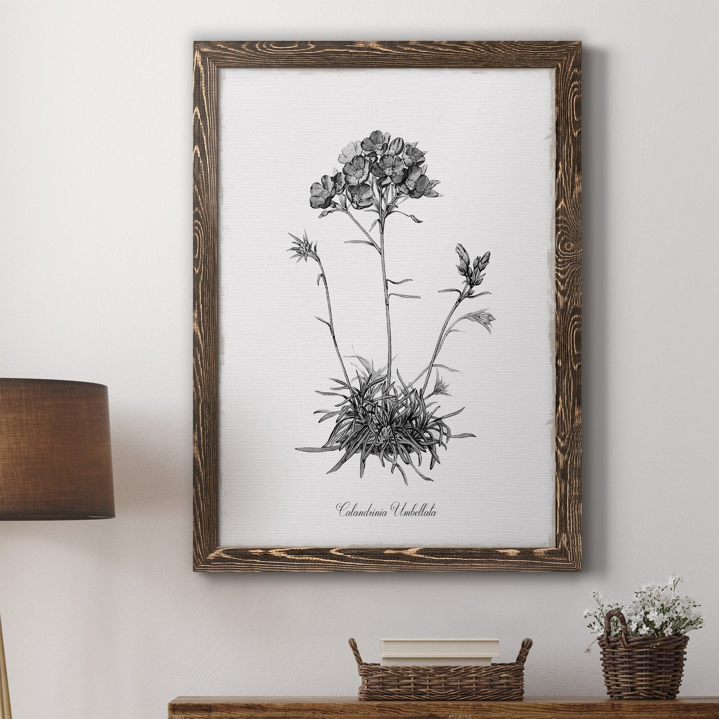 Simply Caladrinia - Barnwood Framed Canvas Print