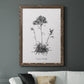 Simply Caladrinia - Barnwood Framed Canvas Print