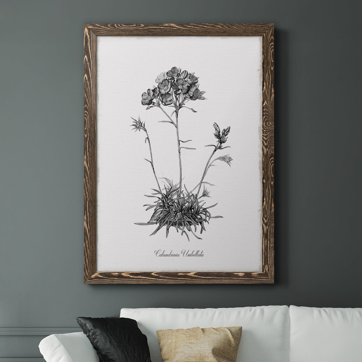 Simply Caladrinia - Barnwood Framed Canvas Print