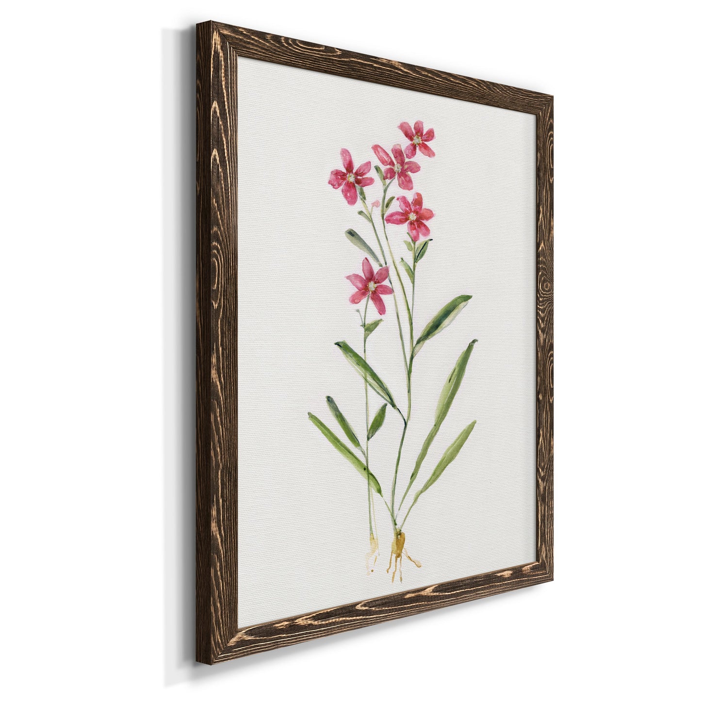 Delicate Pink II - Barnwood Framed Canvas Print