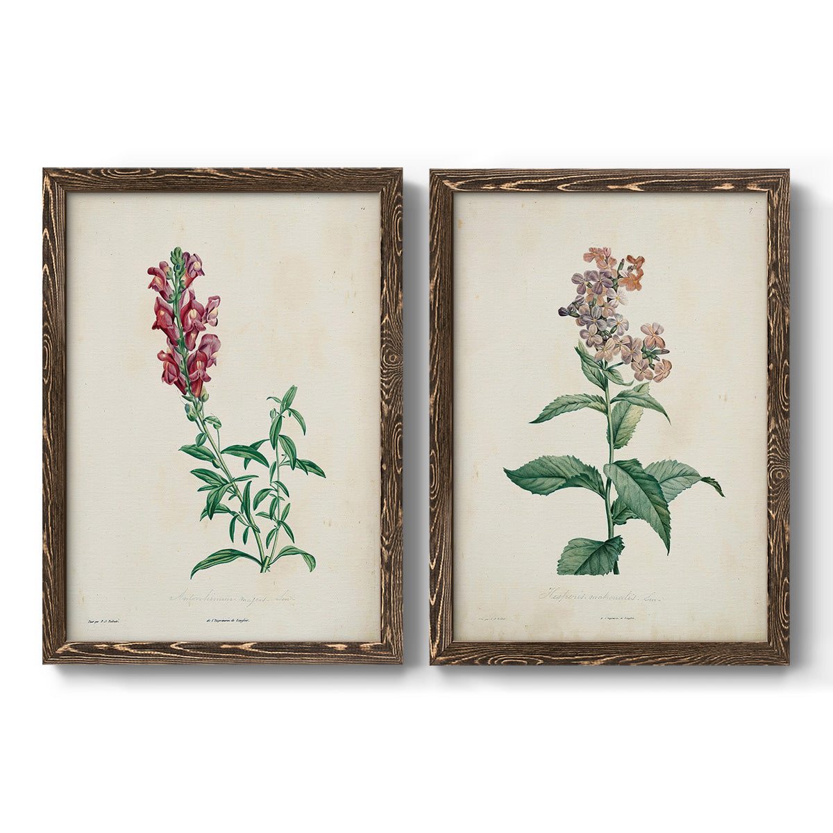 Set of two walnut barnwood framed canvas prints featuring two vintage botanical studies of flowering stems with detailed green leaves on aged cream paper.