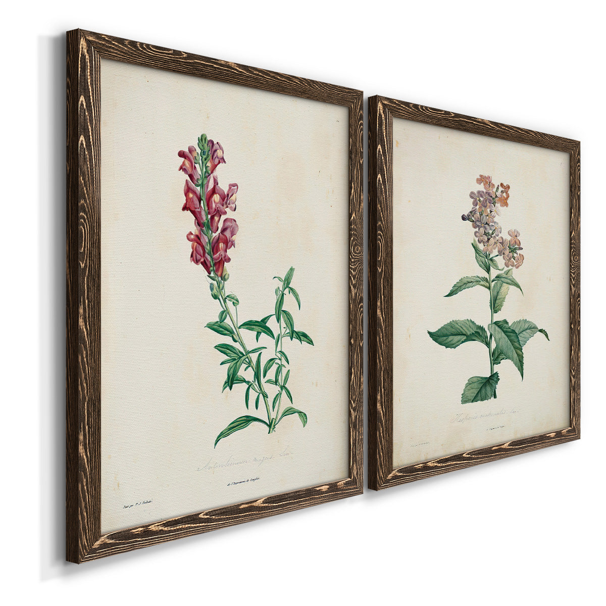 Angled view of a set of two walnut barnwood framed canvas prints featuring two vintage botanical studies of flowering stems with detailed green leaves on aged cream paper.