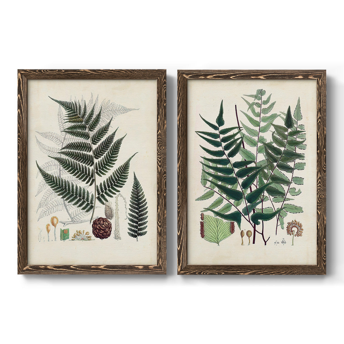 Set of two walnut barnwood framed canvas prints featuring two natural-history fern plates featuring vintage fern specimens with botanical details.